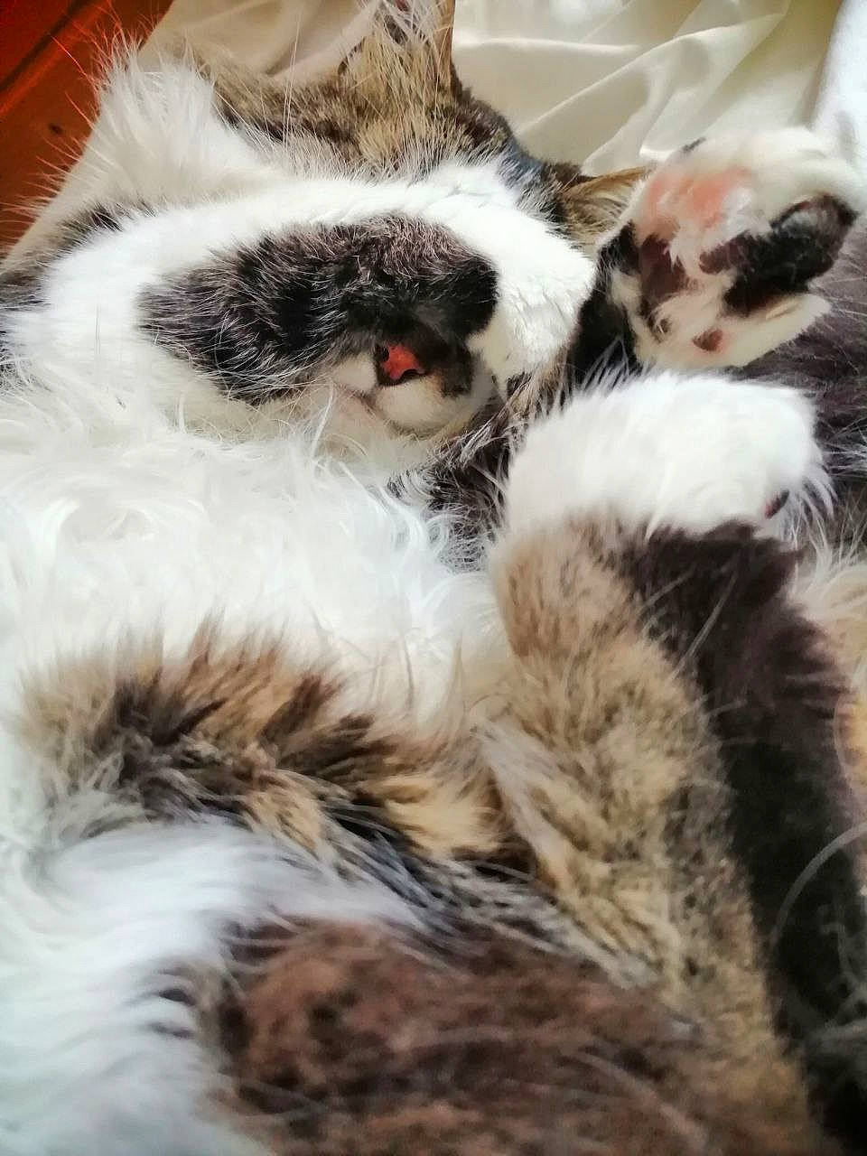 Boubouille a rejoint le concours — aidez-le/la à gagner de superbes lots ! carnivore, cat, claw, close_up, domestic_short_haired_cat, fawn, feather, felidae, fur, fur_clothing, nap, pattern, paw, sleep, small_to_medium_sized_cats, snout, tail, terrestrial_animal, whiskers, wildlife