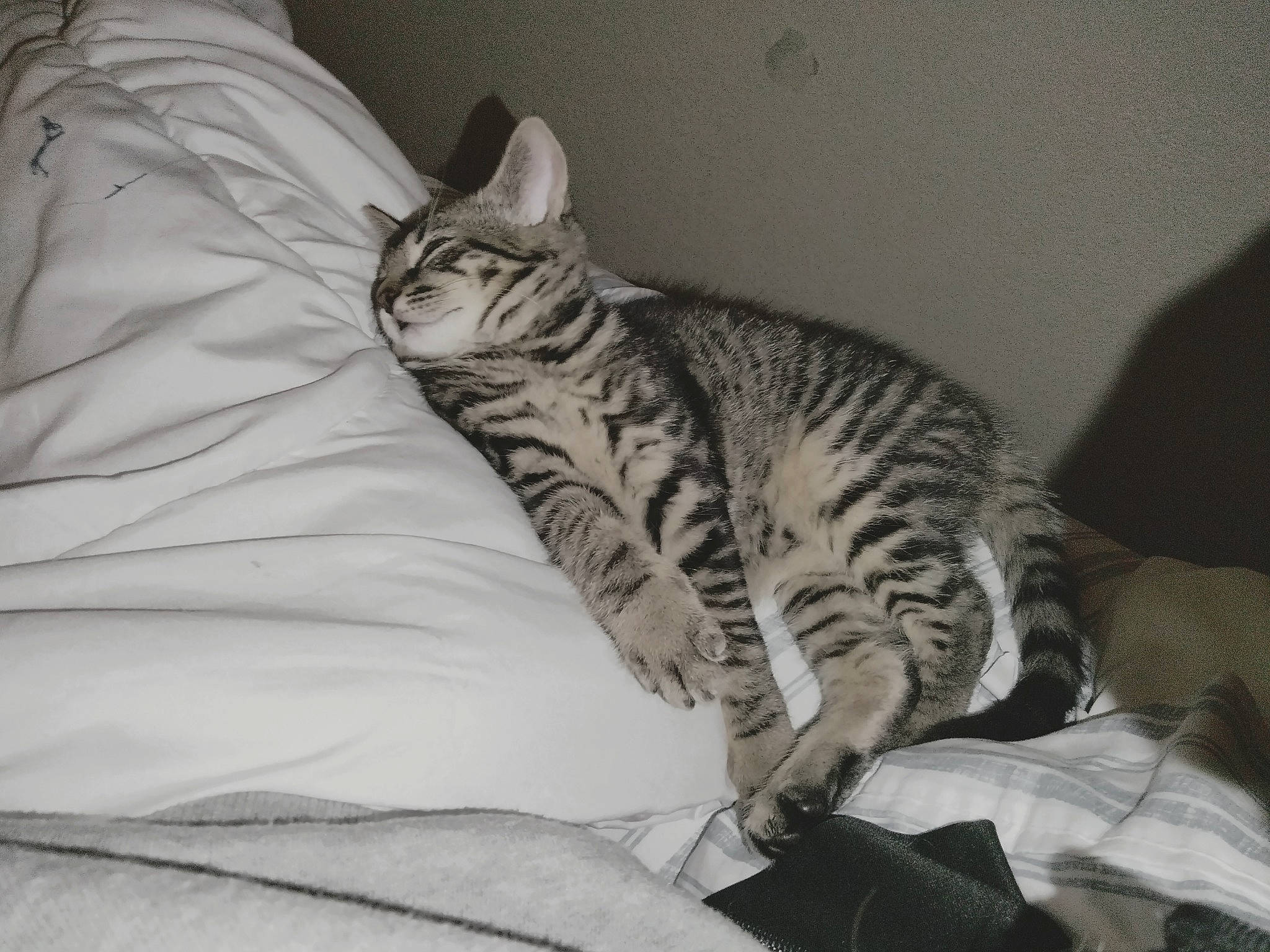 Kaos joined the competition — help win amazing prizes! bed, carnivore, cat, claw, comfort, domestic_short_haired_cat, felidae, foot, fur, grey, nap, paw, sitting, small_to_medium_sized_cats, snout, tail, terrestrial_animal, whiskers