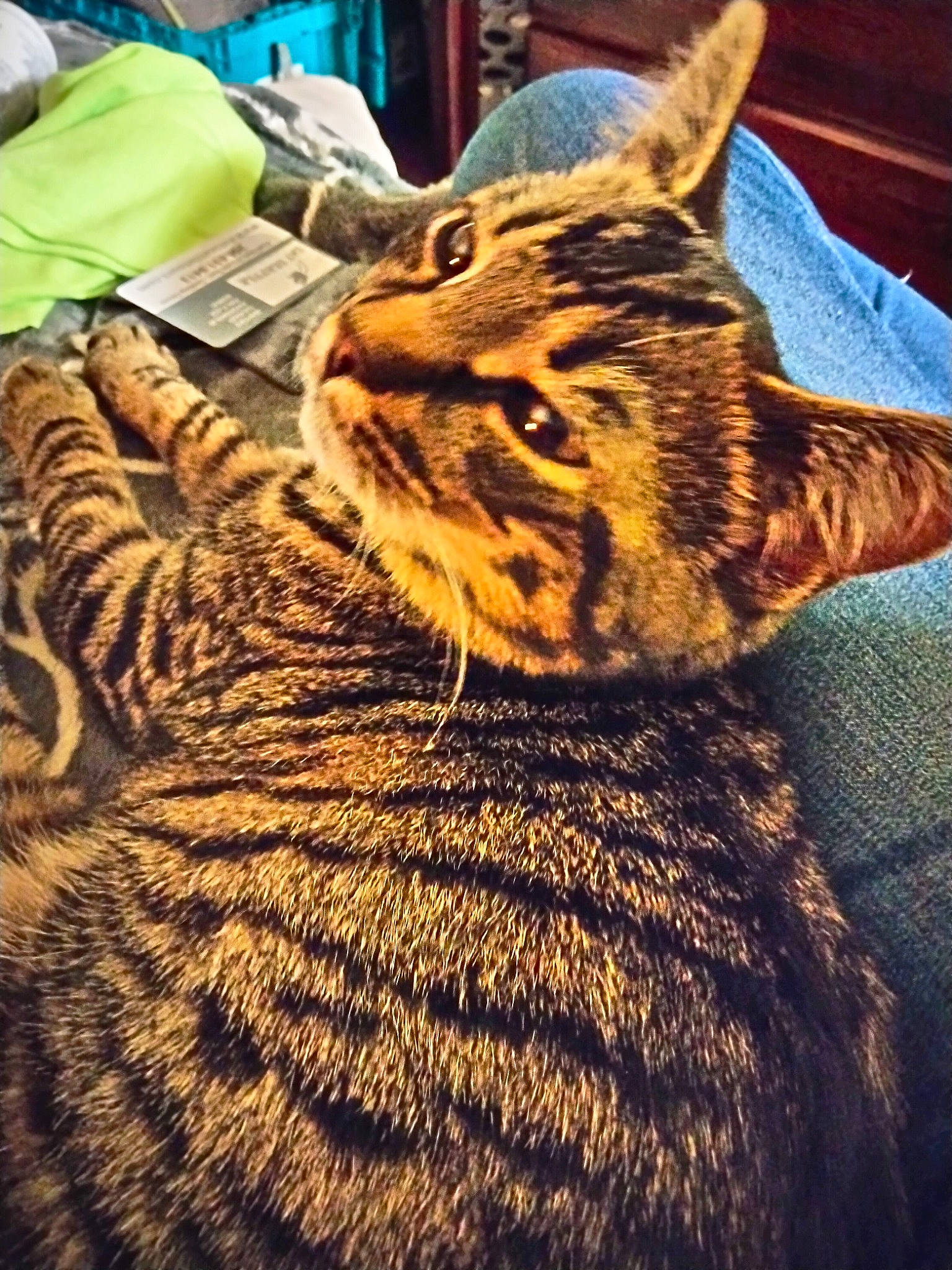 Kaos joined the competition — help win amazing prizes! big_cats, carnivore, cat, claw, comfort, domestic_short_haired_cat, felidae, fur, light, small_to_medium_sized_cats, snout, tail, terrestrial_animal, whiskers, wildlife