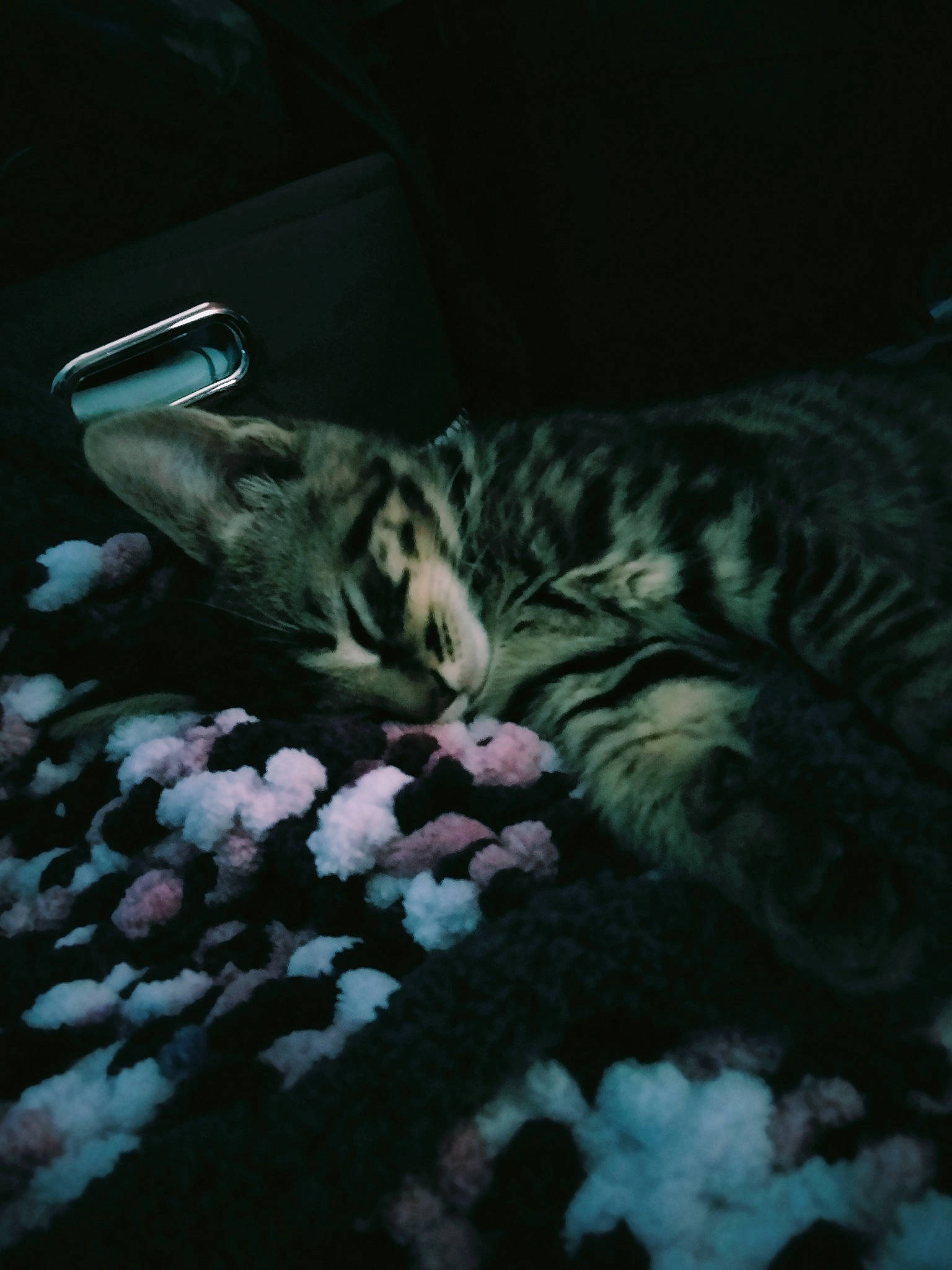 Kaos is registered to the contest to win money with this photo: carnivore, cat, comfort, darkness, domestic_short_haired_cat, felidae, fur, grass, linens, midnight, night, pattern, sleep, small_to_medium_sized_cats, snout, tail, terrestrial_animal, vertebrate, whiskers, wildlife