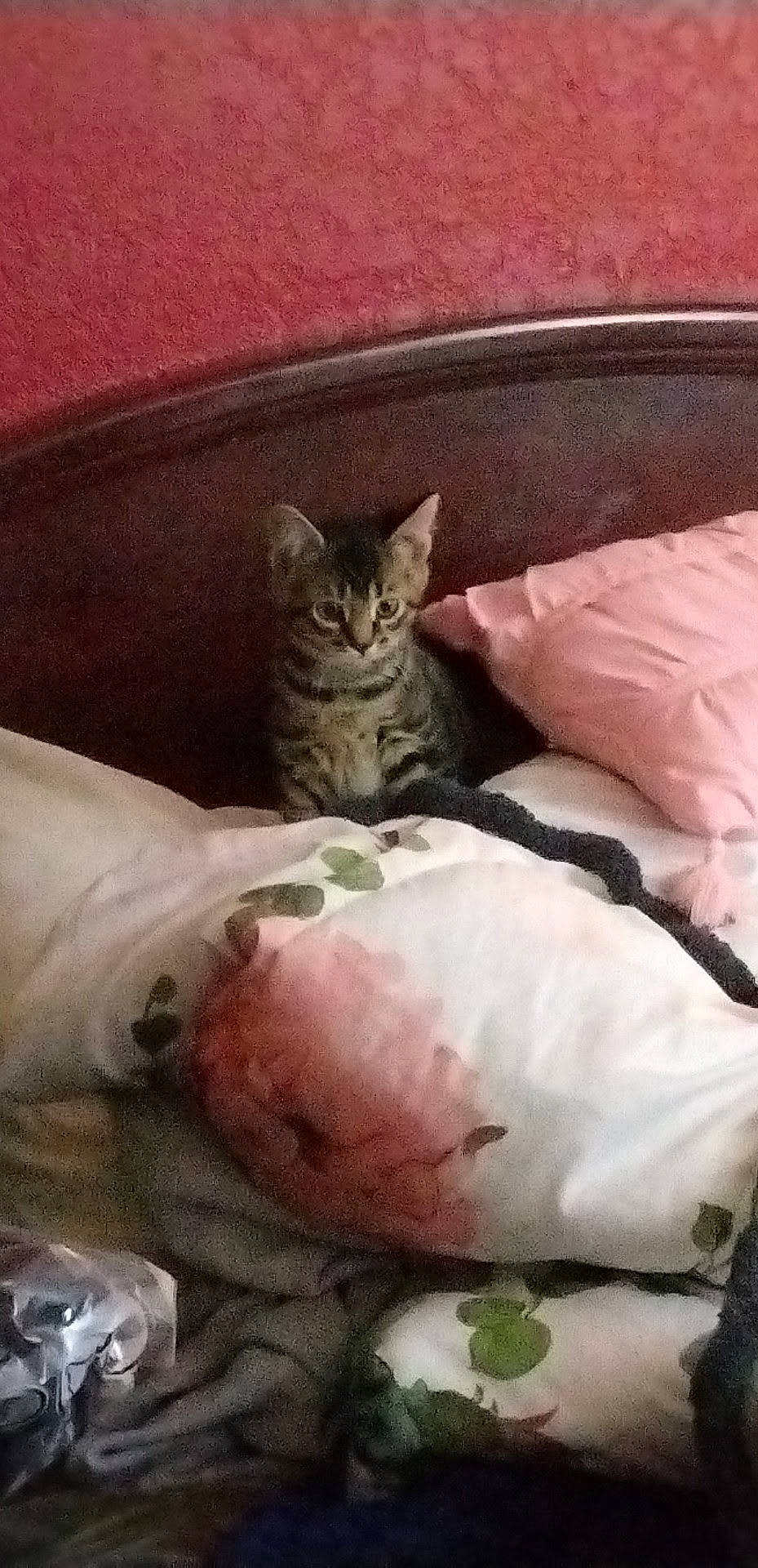 Kaos is registered to the contest to win money with this photo: bed, bedding, carnivore, cat, cat_supply, comfort, domestic_short_haired_cat, fawn, felidae, fur, linens, mammal, room, small_to_medium_sized_cats, snout, terrestrial_animal, whiskers