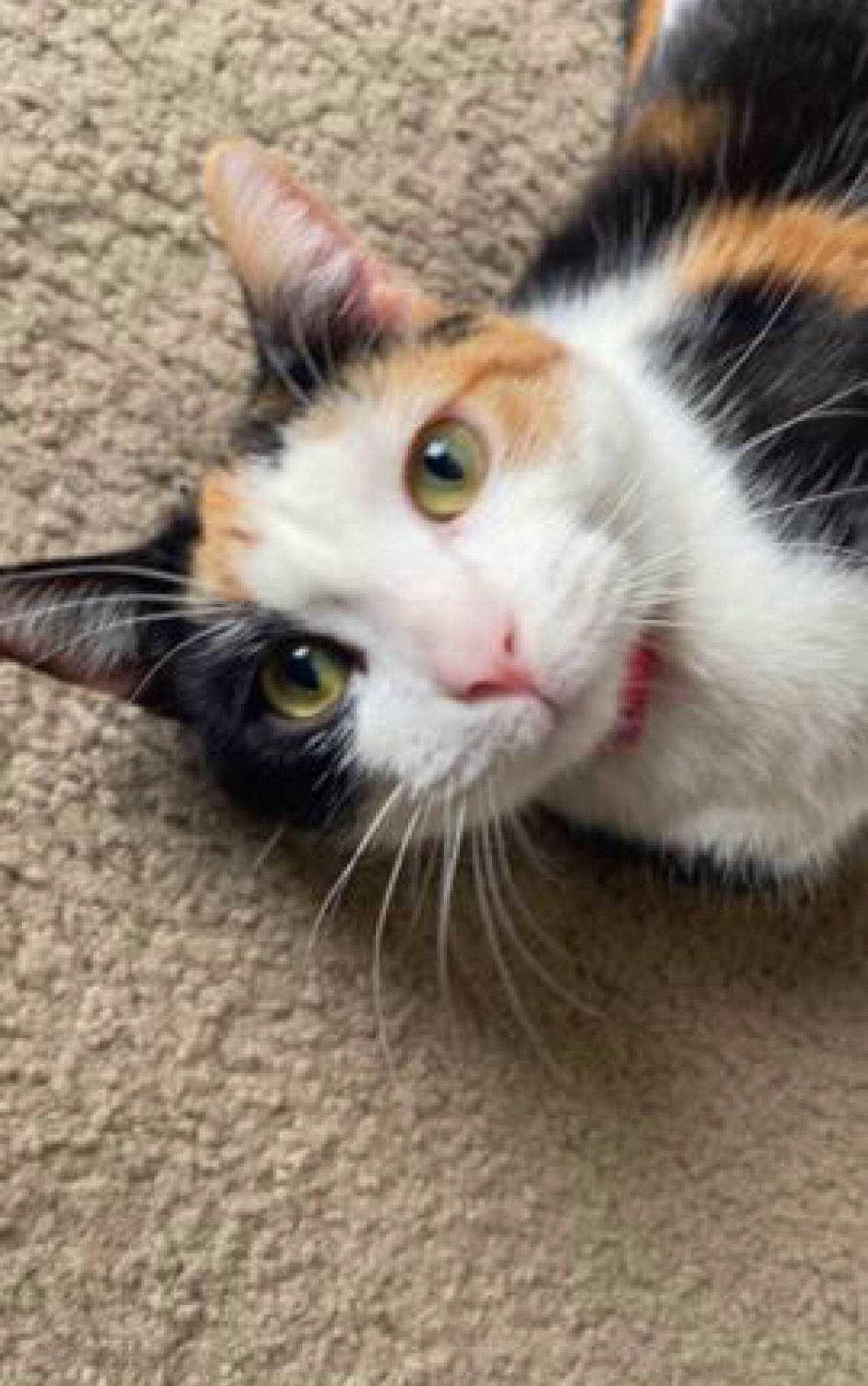 Cappuccino joined the competition — help win amazing prizes! carnivore, cat, claw, domestic_short_haired_cat, ear, eyelash, felidae, fur, iris, nose, paw, small_to_medium_sized_cats, snout, terrestrial_animal, whiskers