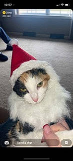 Cappuccino joined the competition — help win amazing prizes! carnivore, cat, comfort, domestic_short_haired_cat, event, felidae, fur, hat, paw, photo_caption, plant, santa_claus, small_to_medium_sized_cats, snout, tail, whiskers