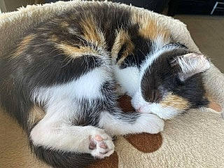 Cappuccino joined the competition — help win amazing prizes! balance, carnivore, cat, comfort, domestic_short_haired_cat, felidae, flooring, fur, hardwood, nap, paw, sleep, small_to_medium_sized_cats, snout, tail, terrestrial_animal, whiskers