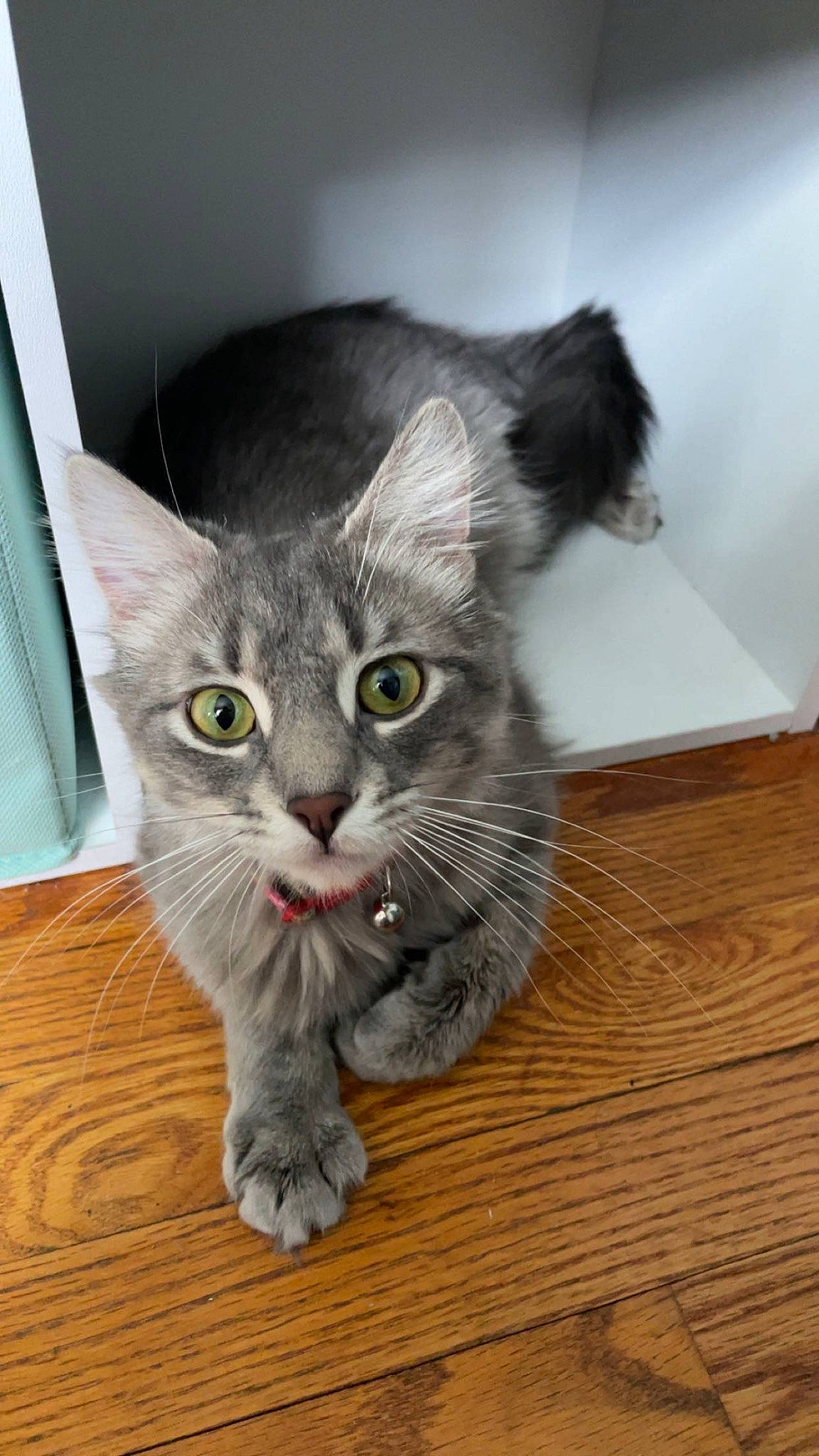 Latte is registered to the contest to win money with this photo: box, carnivore, cat, cat_toy, claw, curious, domestic_short_haired_cat, eye, felidae, flooring, fur, grey, hardwood, paw, photo_caption, small_to_medium_sized_cats, snout, tail, whiskers, wood