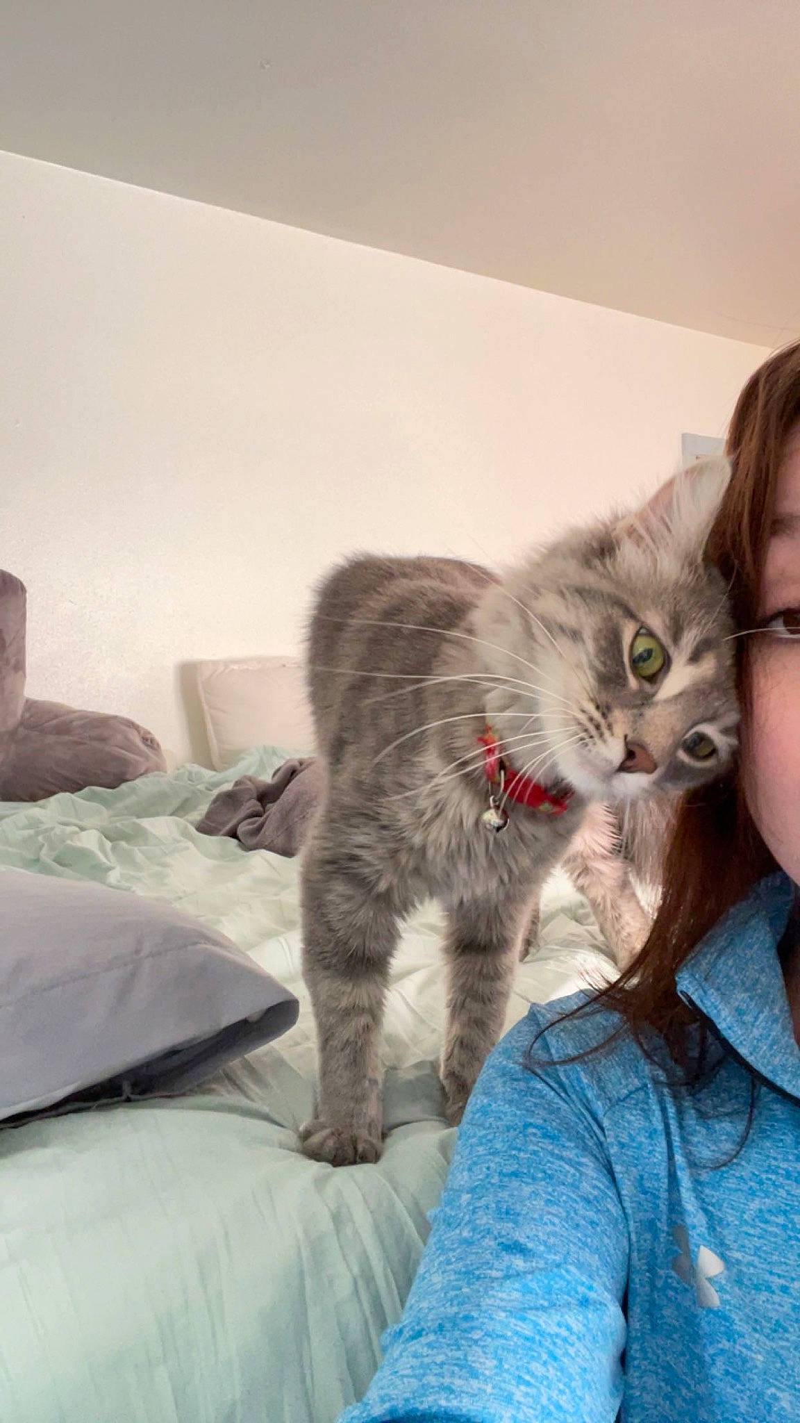 Latte is registered to the contest to win money with this photo: box, british_longhair, carnivore, cat, claw, comfort, domestic_short_haired_cat, felidae, fur, grey, linens, paw, room, sitting, small_to_medium_sized_cats, snout, t_shirt, tail, whiskers