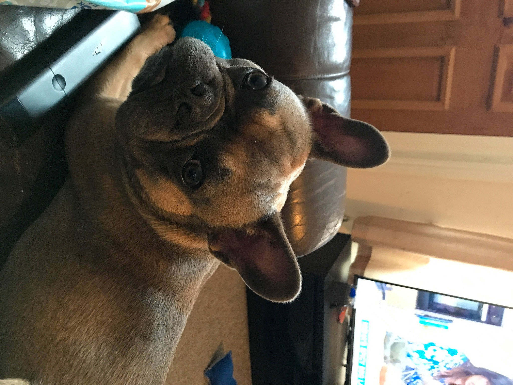 Johnny joined the competition — help win amazing prizes! blue, cabinetry, car_seat, carnivore, collar, companion_dog, dog, dog_breed, ear, eyewear, fawn, fun, fur, guard_dog, liver, machine, snout, toy_dog, whiskers, working_animal