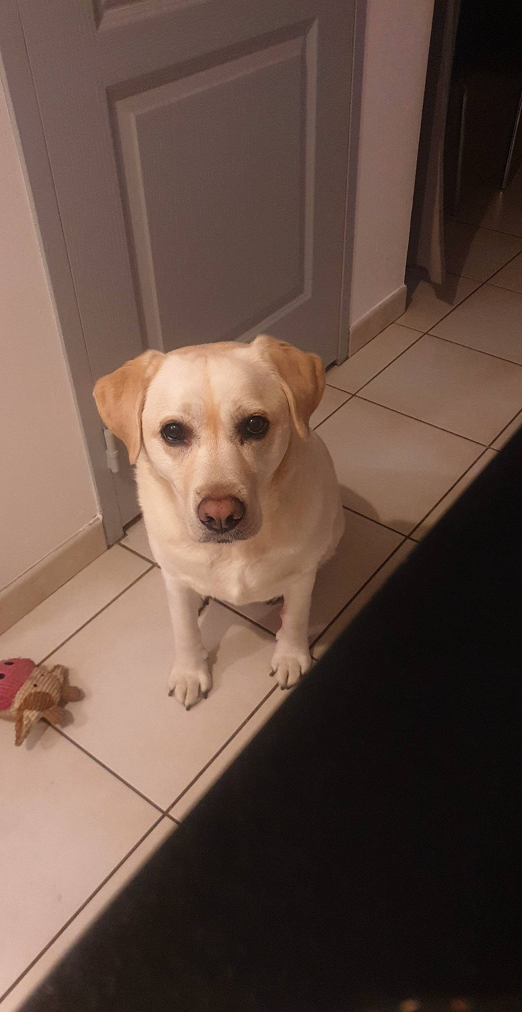 Joyce a rejoint le concours — aidez-le/la à gagner de superbes lots ! canidae, carnivore, collar, companion_dog, dog, dog_breed, dog_collar, dog_supply, fawn, flooring, fur, hardwood, labrador_retriever, pet_supply, snout, tail, tile, whiskers, wood, working_animal