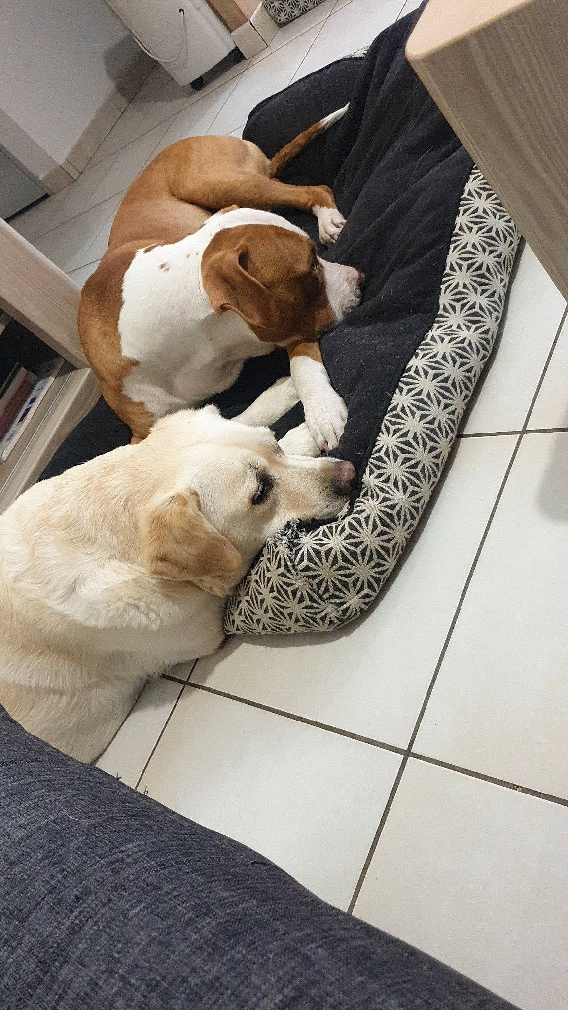 Joyce participe au concours pour gagner de l'argent avec cette photo : canidae, carnivore, comfort, companion_dog, dog, dog_breed, fawn, felidae, flooring, fur, hardwood, linens, mammal, nap, pattern, sporting_group, tail, tile_flooring, wood, working_animal