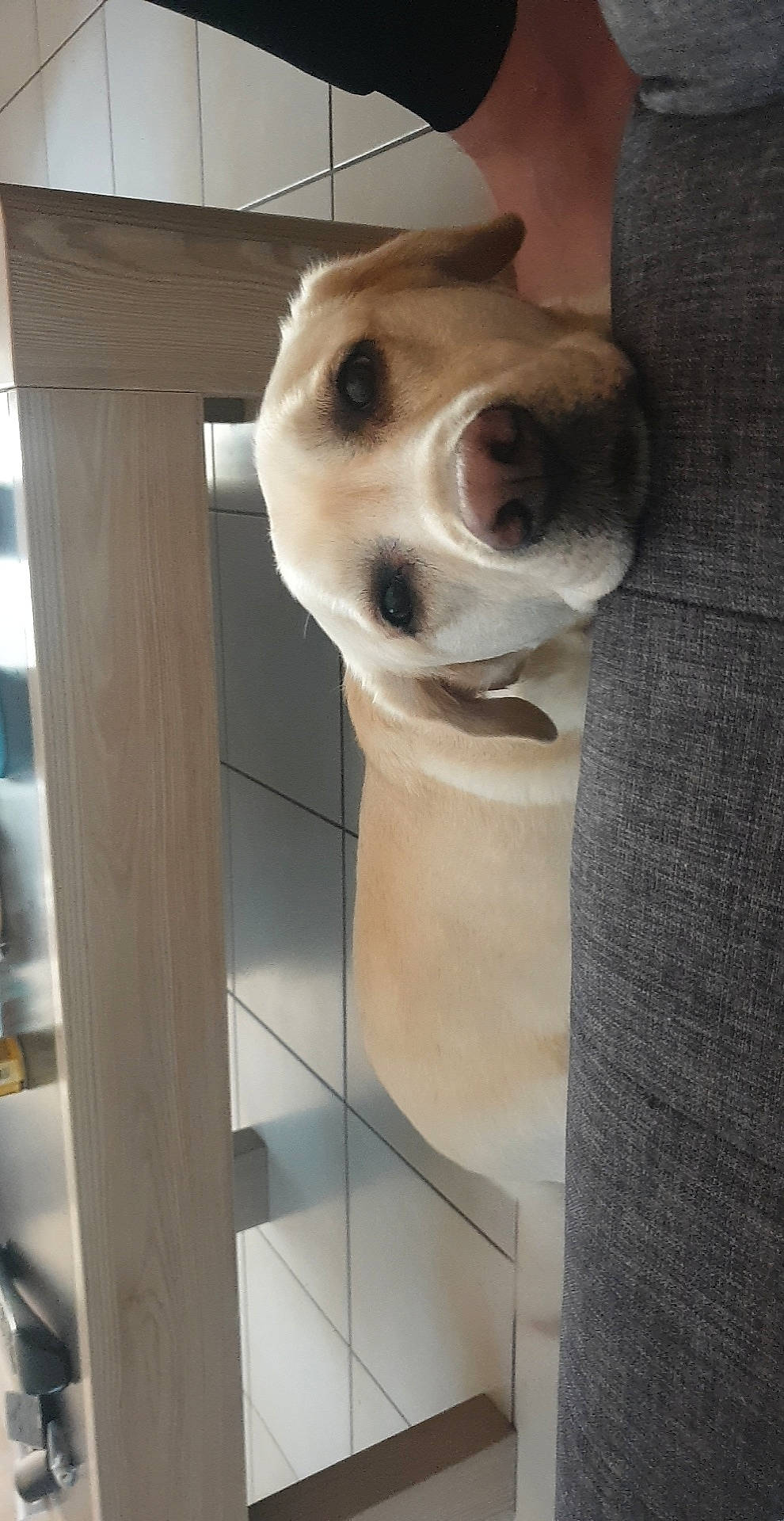 Joyce participe au concours pour gagner de l'argent avec cette photo : canidae, carnivore, collar, companion_dog, dog, dog_breed, dog_supply, door, fawn, felidae, flooring, fur, jaw, pet_supply, snout, sporting_group, tail, whiskers, wood, working_animal