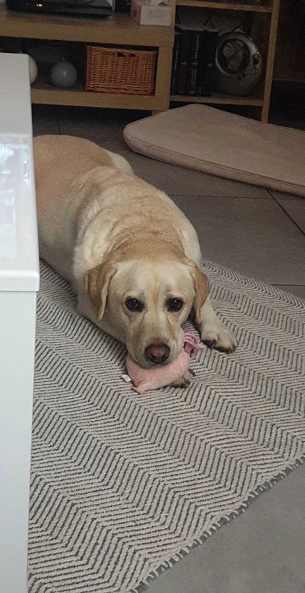 Joyce participe au concours pour gagner de l'argent avec cette photo : canidae, carnivore, collar, comfort, companion_dog, dog, dog_breed, dog_supply, fawn, floor, flooring, fur, hardwood, non_sporting_group, pet_supply, snout, sporting_group, tile, wood, working_animal