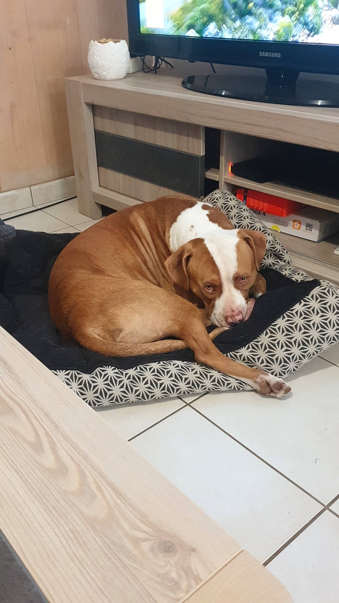 Junior participe au concours pour gagner de l'argent avec cette photo : bookcase, carnivore, comfort, companion_dog, computer_keyboard, dog, dog_breed, dog_supply, fawn, floor, flooring, hardwood, liver, pet_supply, room, shelf, television, wood, wood_flooring, working_animal