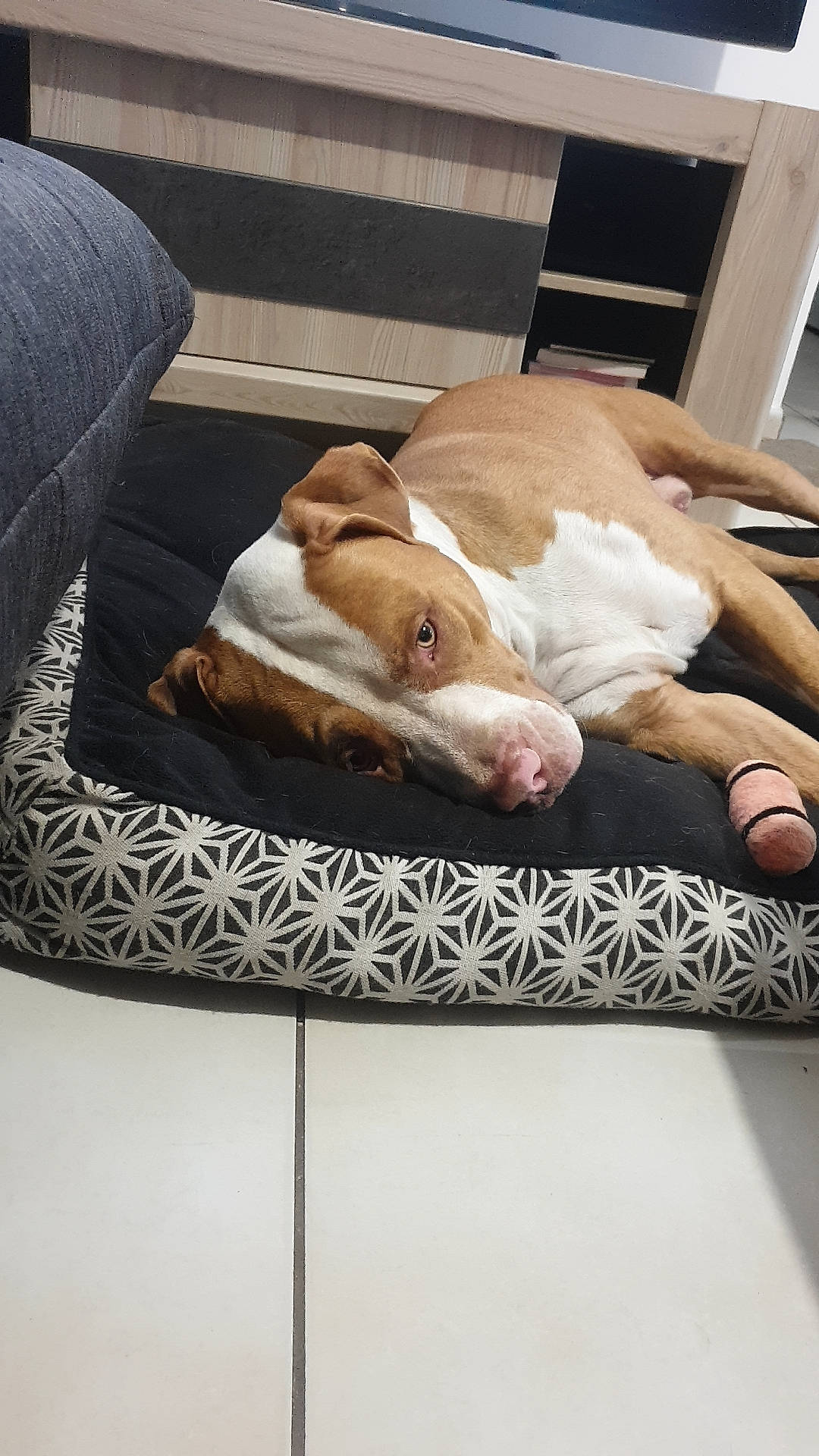 Junior participe au concours pour gagner de l'argent avec cette photo : bulldog, canidae, carnivore, comfort, companion_dog, couch, dog, dog_breed, fawn, felidae, flooring, foot, hardwood, linens, rectangle, small_to_medium_sized_cats, textile, window, wood, working_animal