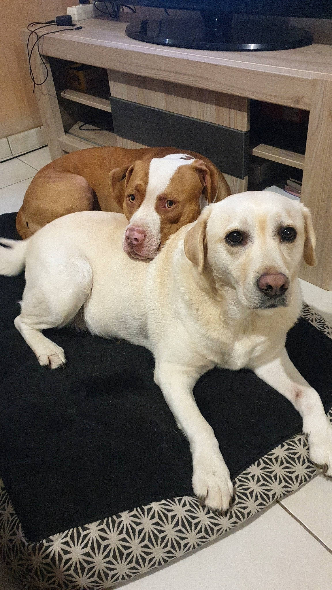 Junior participe au concours pour gagner de l'argent avec cette photo : carnivore, chair, collar, comfort, companion_dog, dog, dog_breed, dog_collar, fawn, flooring, gun_dog, hardwood, non_sporting_group, wood, working_animal