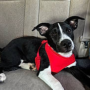 Venus joined the competition — help win amazing prizes! dog, puppy, black_and_white, red_harness, car_seat, pet, animal, cute, ears, fur, paw, lying_down, indoors, seatbelt, canine, young_dog, alert, pet_accessory, animal_portrait, companion