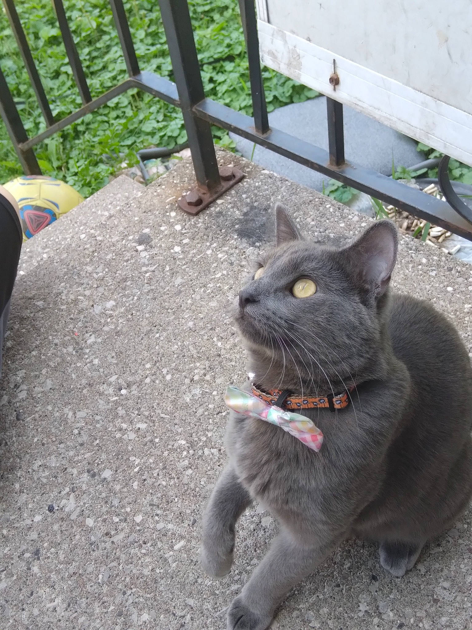 Levi joined the competition — help win amazing prizes! black_cat, carnivore, cat, dog_breed, domestic_short_haired_cat, eye, felidae, fence, fur, grass, grey, paw, plant, russian_blue, sitting, small_to_medium_sized_cats, snout, tail, terrestrial_animal, whiskers