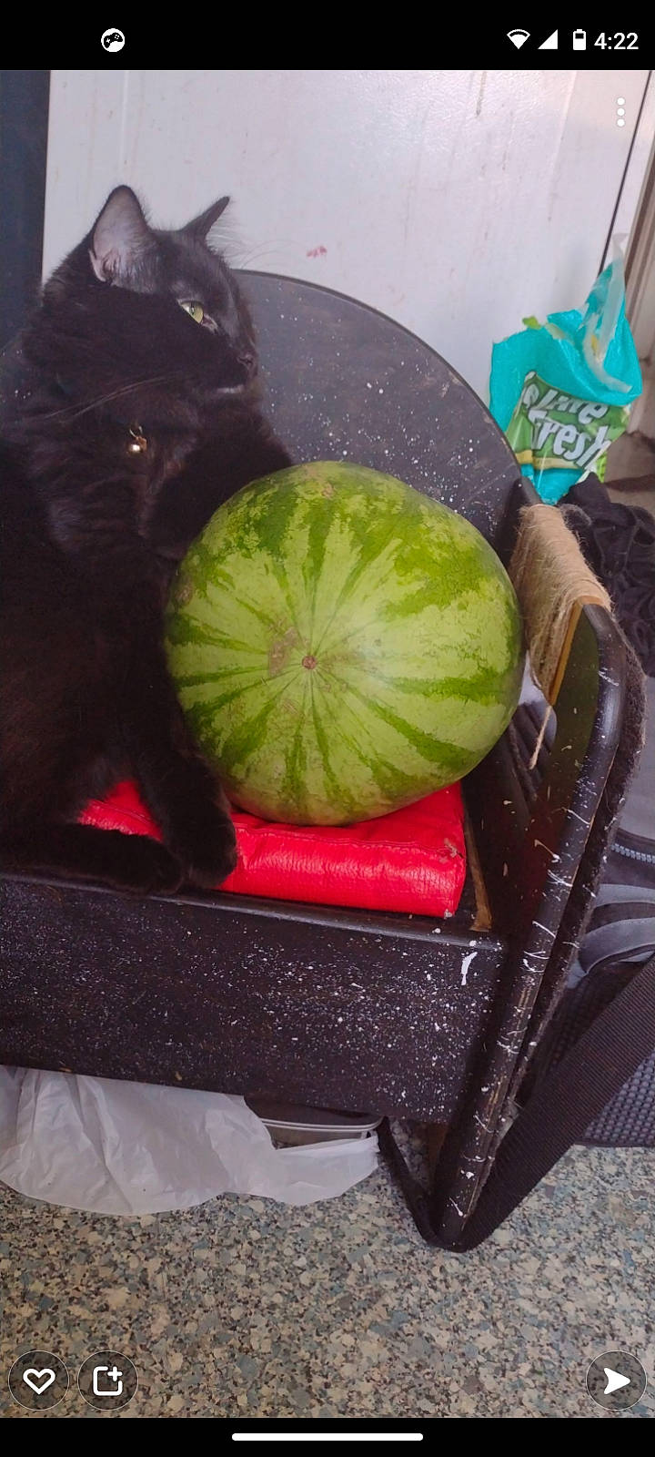 Diablo joined the competition — help win amazing prizes! cat, cucurbita, felidae, flowering_plant, food, fruit, houseplant, ingredient, leaf_vegetable, local_food, natural_foods, plant, produce, seedless_fruit, small_to_medium_sized_cats, squash, staple_food, superfood, tail, vegetable