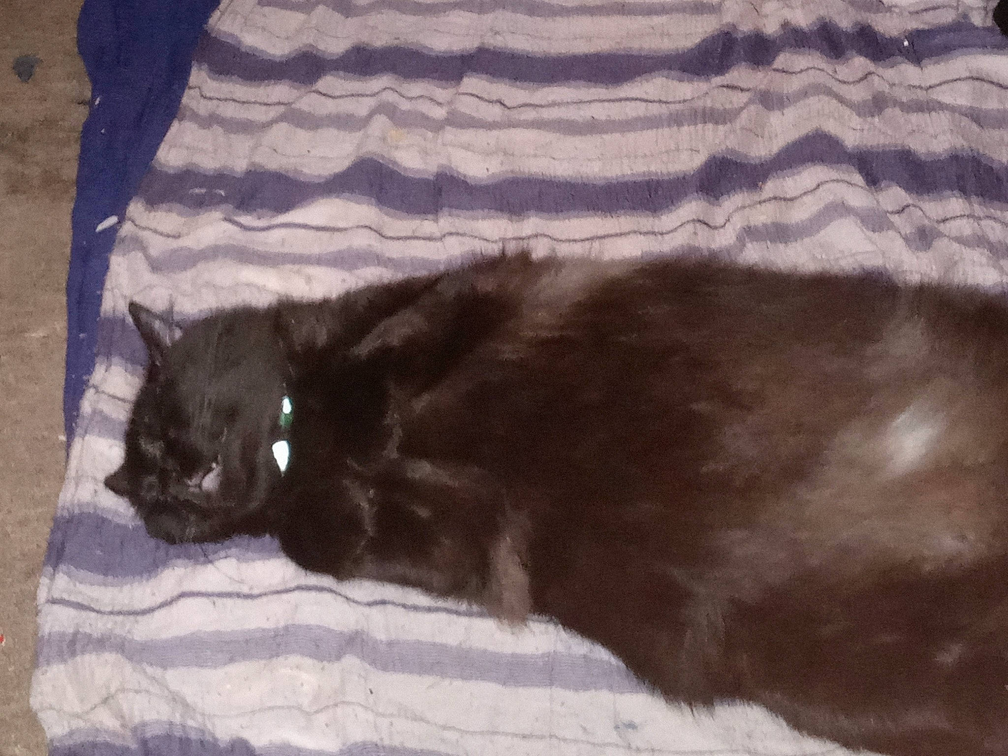 Diablo joined the competition — help win amazing prizes! black_cat, bombay, carnivore, cat, claw, comfort, domestic_short_haired_cat, felidae, fur, grey, linens, paw, shadow, small_to_medium_sized_cats, snout, tail, terrestrial_animal, tree, whiskers, wood