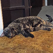 Shiver joined the competition — help win amazing prizes! cat, tortoiseshell_cat, carpet, indoor, pet, animal, feline, lounging, relaxed, curious, eyes, fur, tail, doorway, floor, cozy, home, household, resting, looking