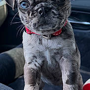 Marjorie is registered to the contest to win money with this photo: dog, puppy, pug, pet, animal, portrait, close_up, sitting, car, vehicle_interior, red_collar, wrinkled_face, floppy_ears, black_fur, gray_fur, brown_eyes, whiskers, cute, indoor, photography