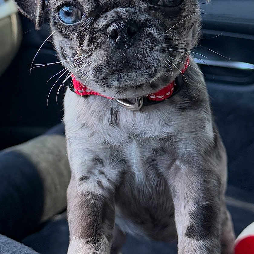 Marjorie