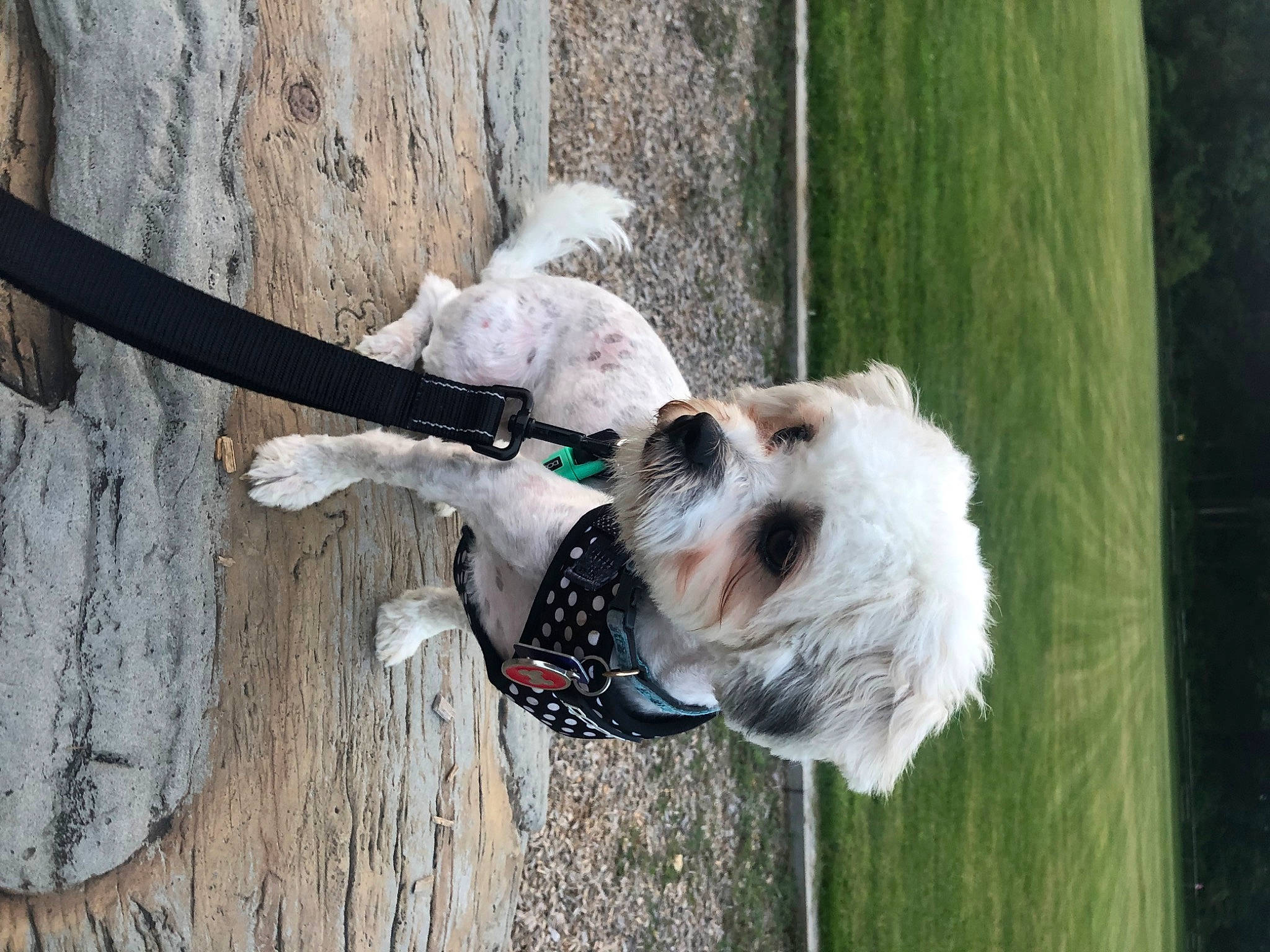 Clover is registered to the contest to win money with this photo: carnivore, collar, companion_dog, dog, dog_breed, dog_clothes, dog_collar, dog_supply, fawn, grass, leash, pet_supply, single_lens_reflex_camera, small_terrier, sporting_group, tail, terrier, toy_dog, wood, working_animal