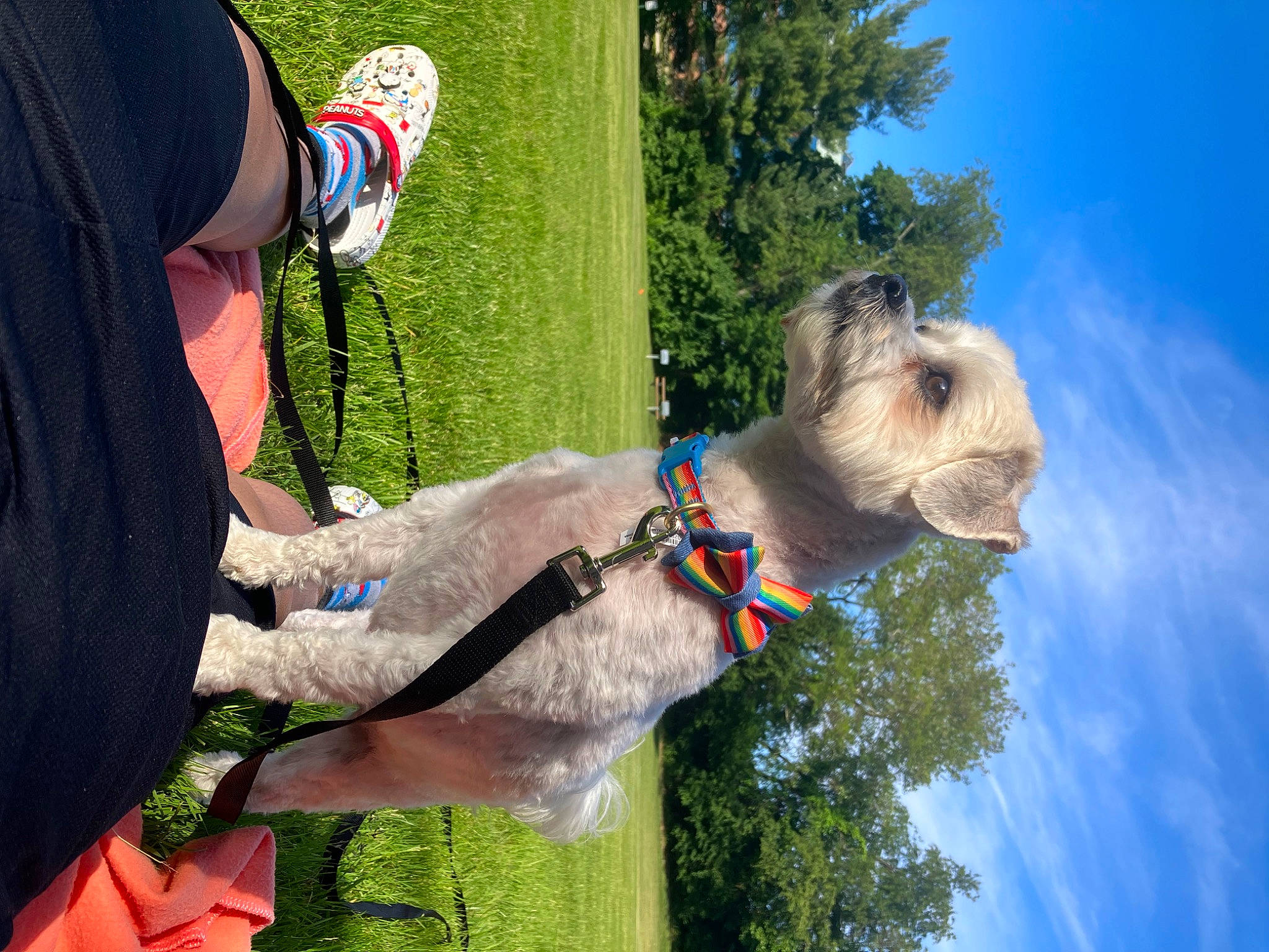 Clover joined the competition — help win amazing prizes! adventure, canidae, carnivore, cloud, collar, companion_dog, dog, dog_breed, dog_collar, fawn, gesture, grass, happy, leash, leisure, pack_animal, sky, sporting_group, tree, working_animal
