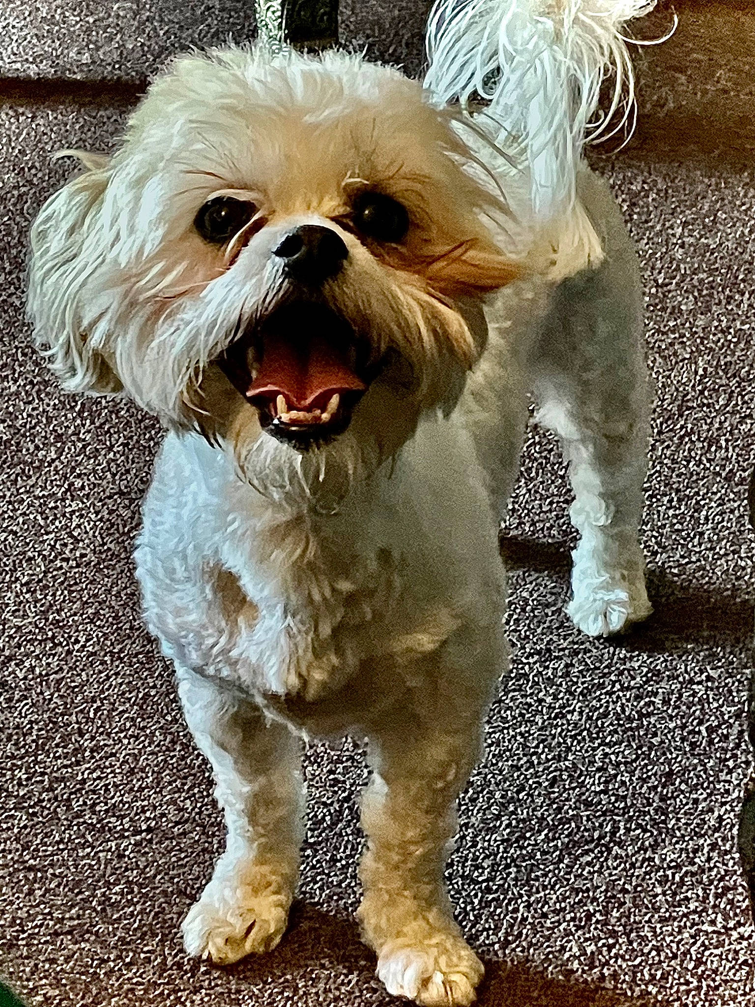 Clover is registered to the contest to win money with this photo: canidae, carnivore, companion_dog, dog, dog_breed, dog_clothes, dog_collar, dog_supply, fur, leash, mal_shi, puppy_love, small_terrier, snout, sporting_group, sunglasses, terrier, toy_dog, working_animal, yorkipoo