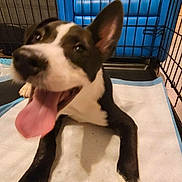 Kama joined the competition — help win amazing prizes! puppy, dog, black_and_white, tongue_out, playpen, indoor, pet, cute, happy, young_dog, animal, floor_pad, blue_chair, cage, canine, paw, pet_care, household, smiling, fur