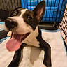 puppy, dog, black_and_white, tongue_out, playpen, indoor, pet, cute, happy, young_dog, animal, floor_pad, blue_chair, cage, canine, paw, pet_care, household, smiling, fur