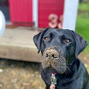 Olive participe au concours pour gagner de l'argent avec cette photo : dog, black_labrador, muddy_nose, outdoor, grass, red_building, pet, animal, collar, playful, curious, closeup, canine, ears, fur, ground, nature, portrait, looking_up, daylight