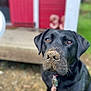 dog, black_labrador, muddy_nose, outdoor, grass, red_building, pet, animal, collar, playful, curious, closeup, canine, ears, fur, ground, nature, portrait, looking_up, daylight