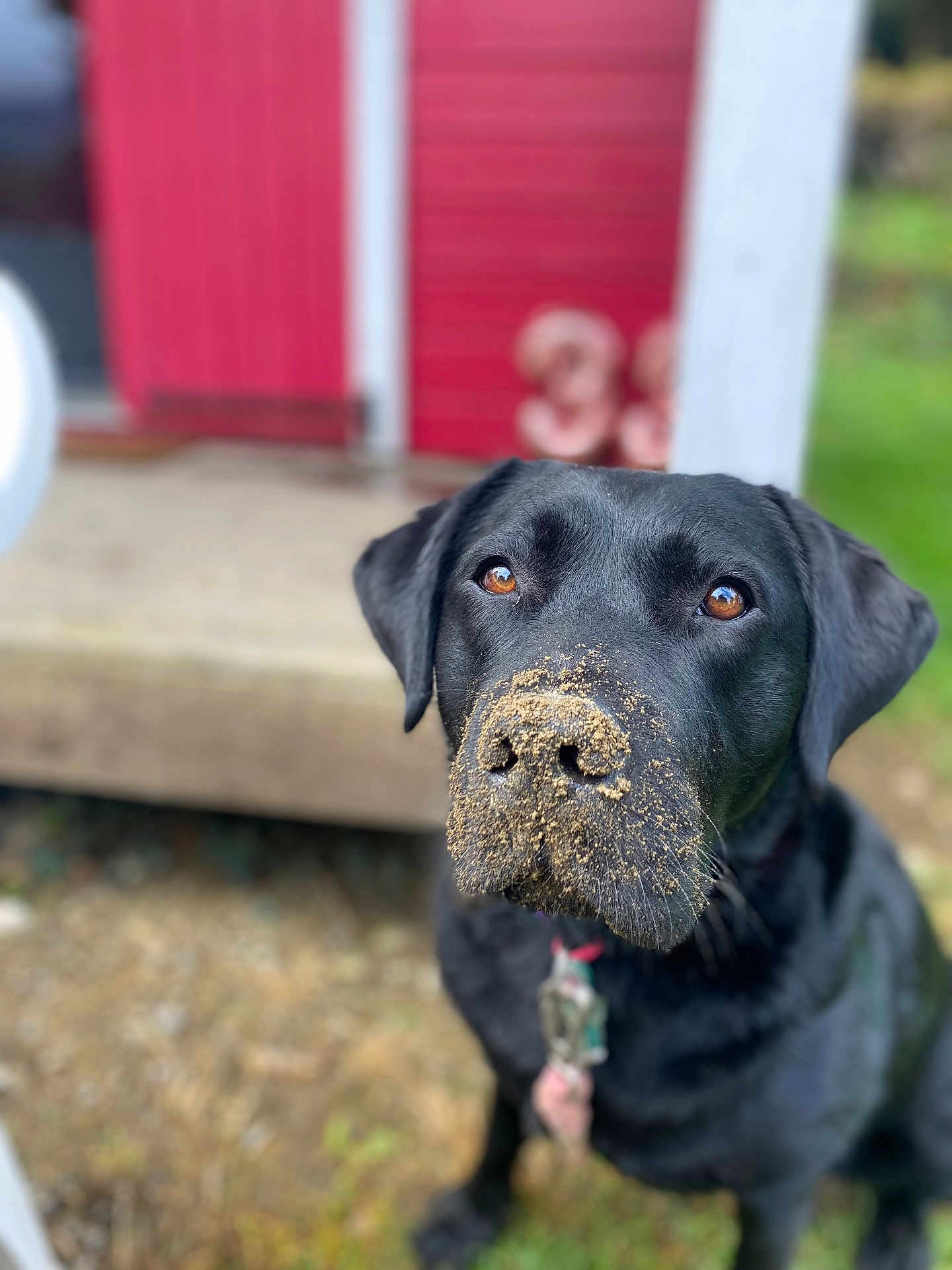 Olive participe au concours pour gagner de l'argent avec cette photo : dog, black_labrador, muddy_nose, outdoor, grass, red_building, pet, animal, collar, playful, curious, closeup, canine, ears, fur, ground, nature, portrait, looking_up, daylight