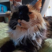 Prentiss joined the competition — help win amazing prizes! animal, cat, closeup, cute, domestic, face, feline, fluffy, fur, household, indoor, laying_down, mammal, pet, portrait, relaxed, soft_light, tabby, unique_coloration, whiskers