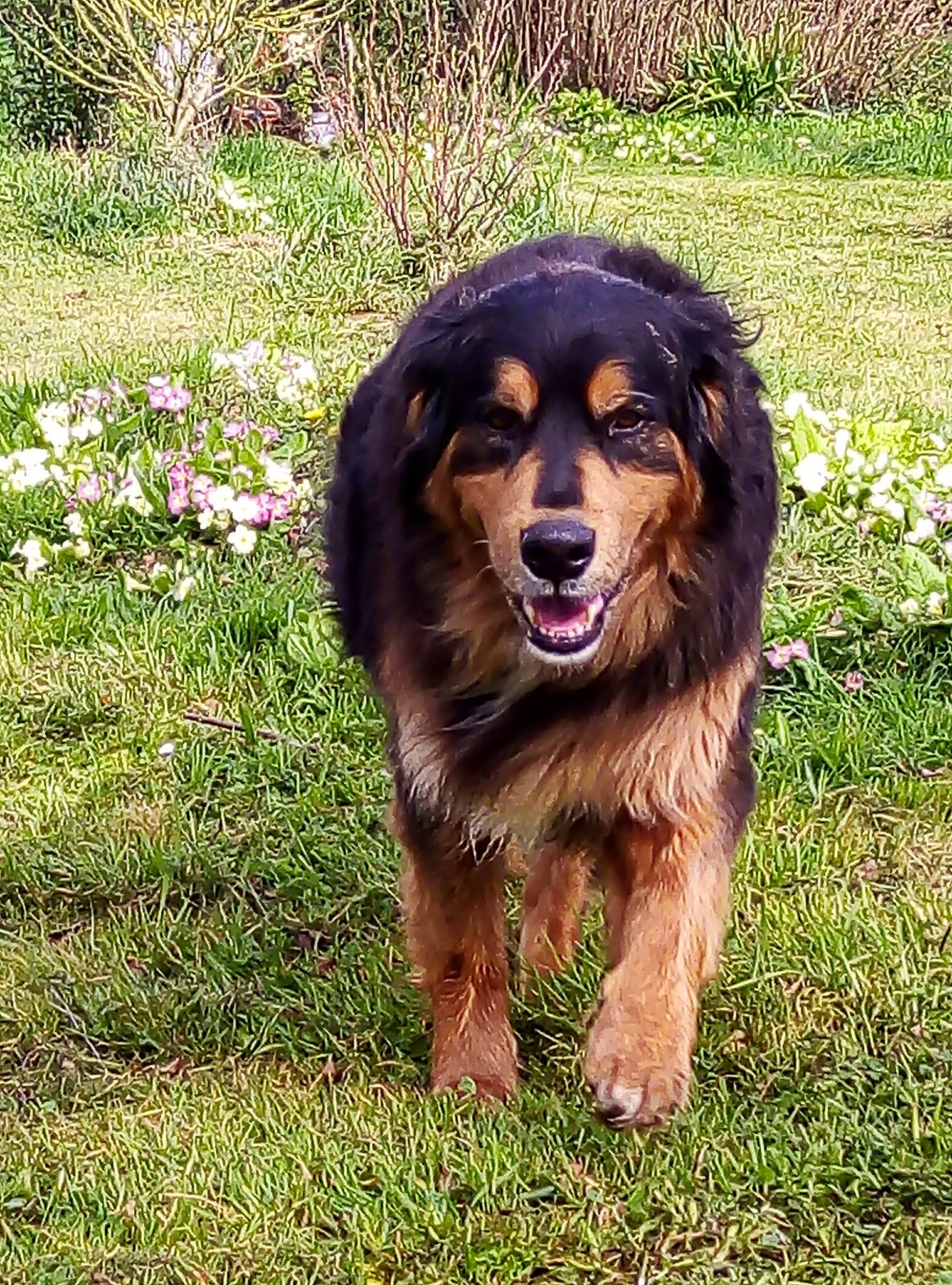 Loki participe au concours pour gagner de l'argent avec cette photo : canidae, carnivore, companion_dog, dog, dog_breed, english_shepherd, grass, guard_dog, hovawart, mammal, rare_breed_dog, sporting_group, vertebrate, working_dog
