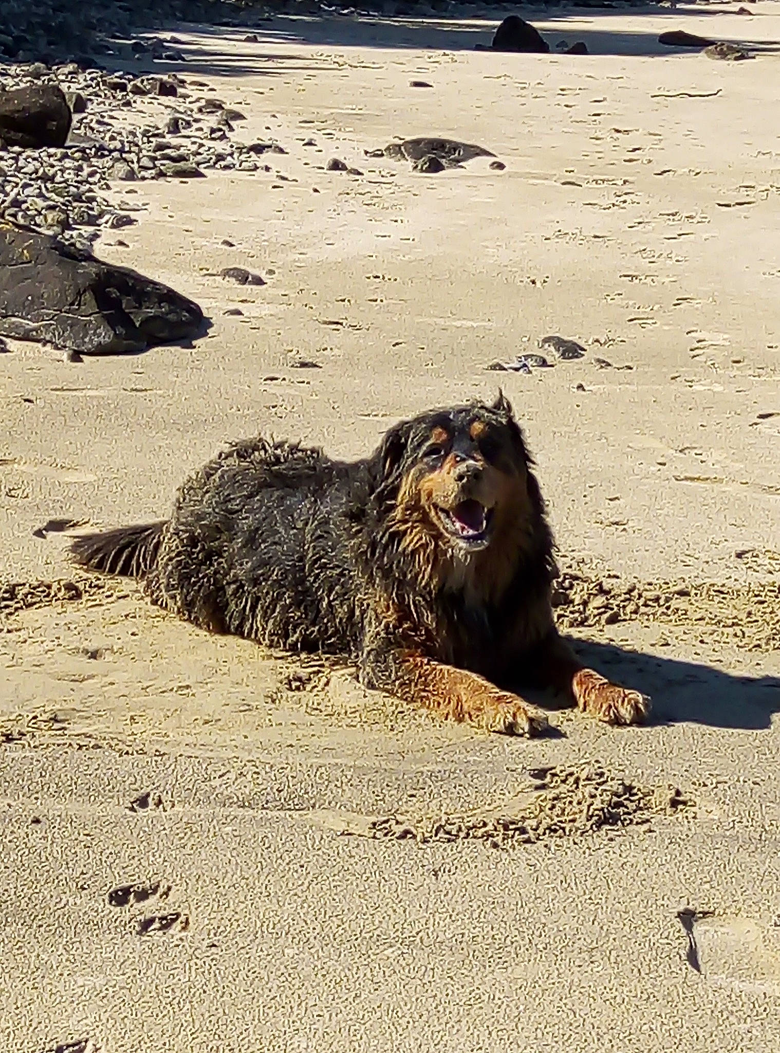 Loki participe au concours pour gagner de l'argent avec cette photo : carnivore, sand, sporting_group, water, wildlife