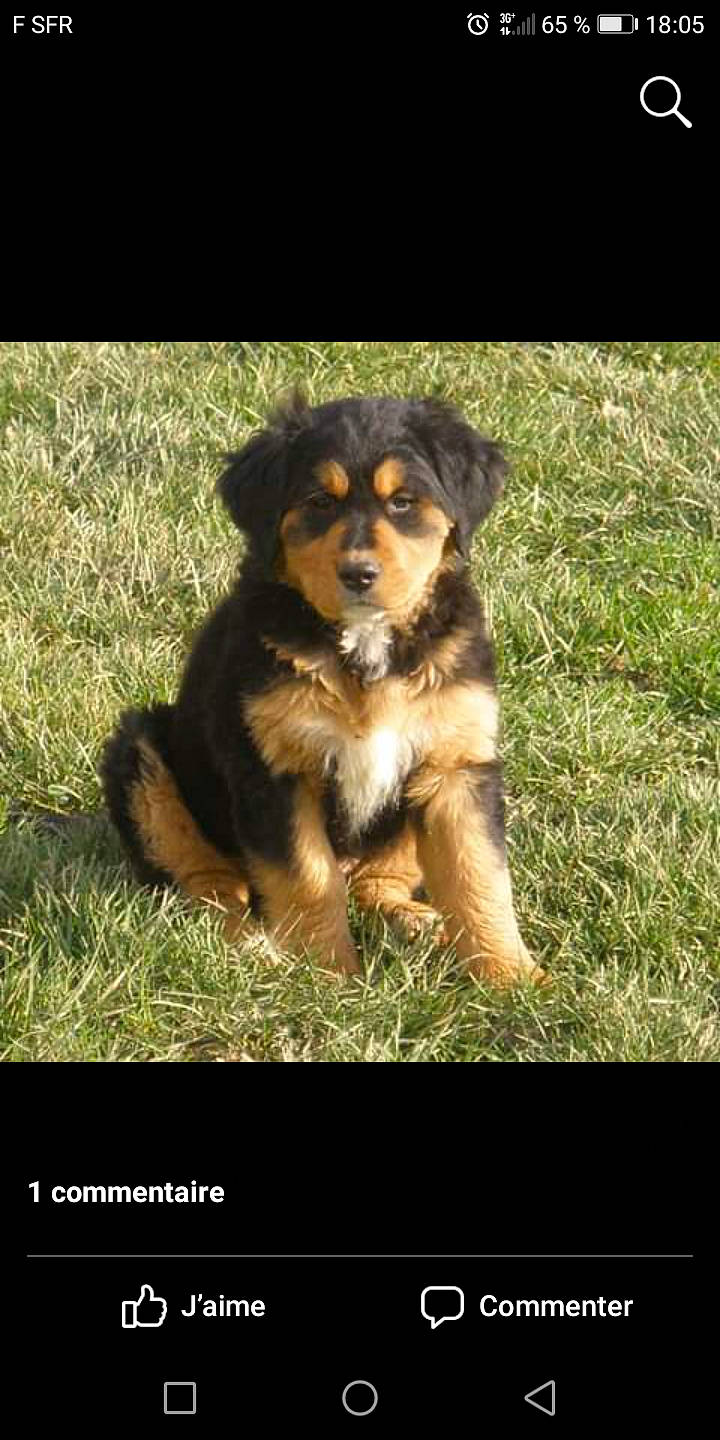 Loki participe au concours pour gagner de l'argent avec cette photo : canidae, carnivore, companion_dog, dog, dog_breed, english_shepherd, hovawart, mammal, puppy, rare_breed_dog, small_greek_domestic_dog, sporting_group, vertebrate, working_dog