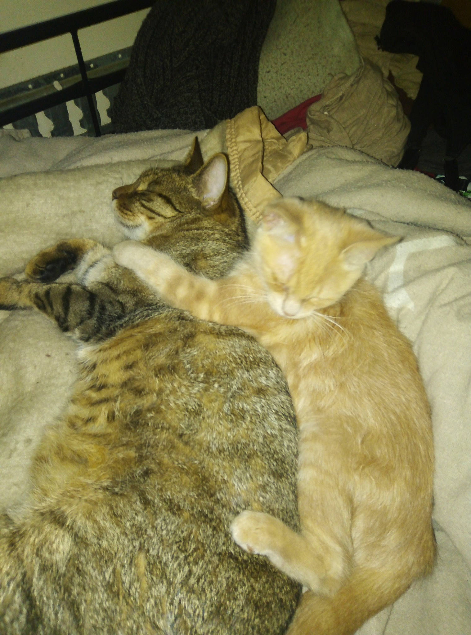 Lemmy a rejoint le concours — aidez-le/la à gagner de superbes lots ! asian, carnivore, cat, domestic_short_haired_cat, european_shorthair, fawn, felidae, fur, german_rex, kitten, small_to_medium_sized_cats, tabby_cat, tail, whiskers