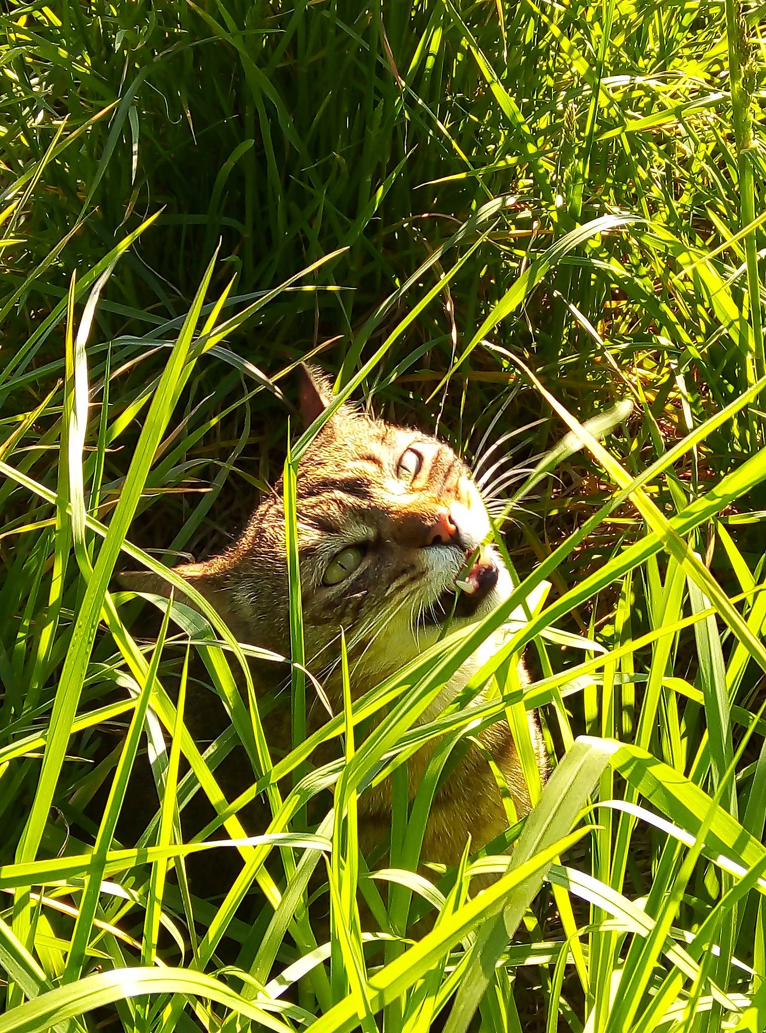 Lemmy participe au concours pour gagner de l'argent avec cette photo : adaptation, fawn, felidae, grass, grass_family, lemongrass, plant, sedge_family, terrestrial_animal, whiskers, wildlife