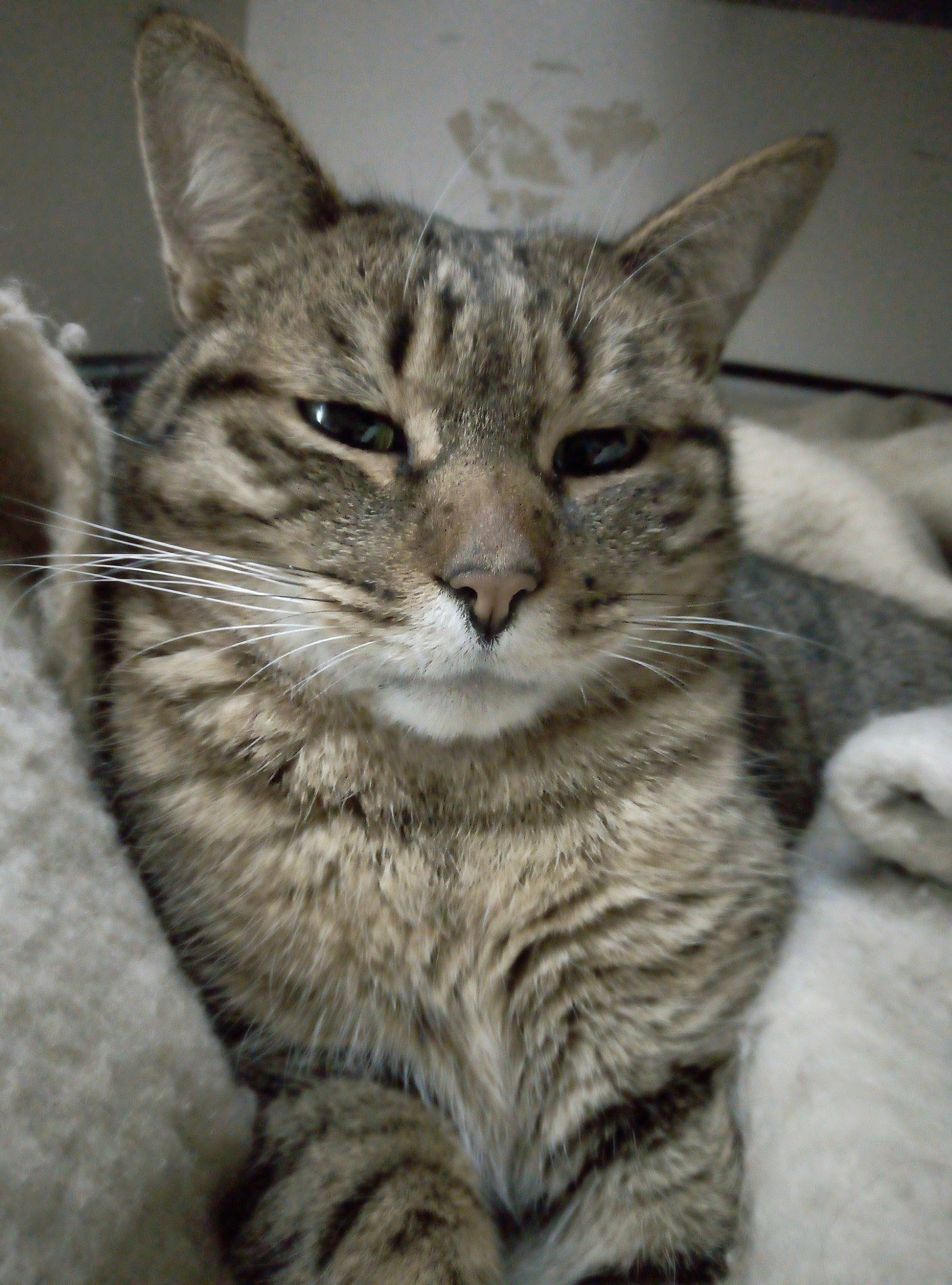 Lemmy a rejoint le concours — aidez-le/la à gagner de superbes lots ! aegean_cat, american_shorthair, asian, australian_mist, california_spangled, carnivore, cat, domestic_short_haired_cat, dragon_li, egyptian_mau, european_shorthair, felidae, kitten, mammal, pixie_bob, small_to_medium_sized_cats, snout, tabby_cat, vertebrate, whiskers