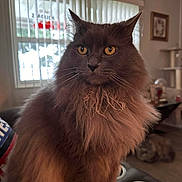 Bear joined the competition — help win amazing prizes! cat, fluffy, indoor, window, blinds, amber_eyes, furniture, pet, mammal, domestic_animal, living_room, portrait, animal_face, whiskers, cute, feline, long_hair, sitting, household, relaxed