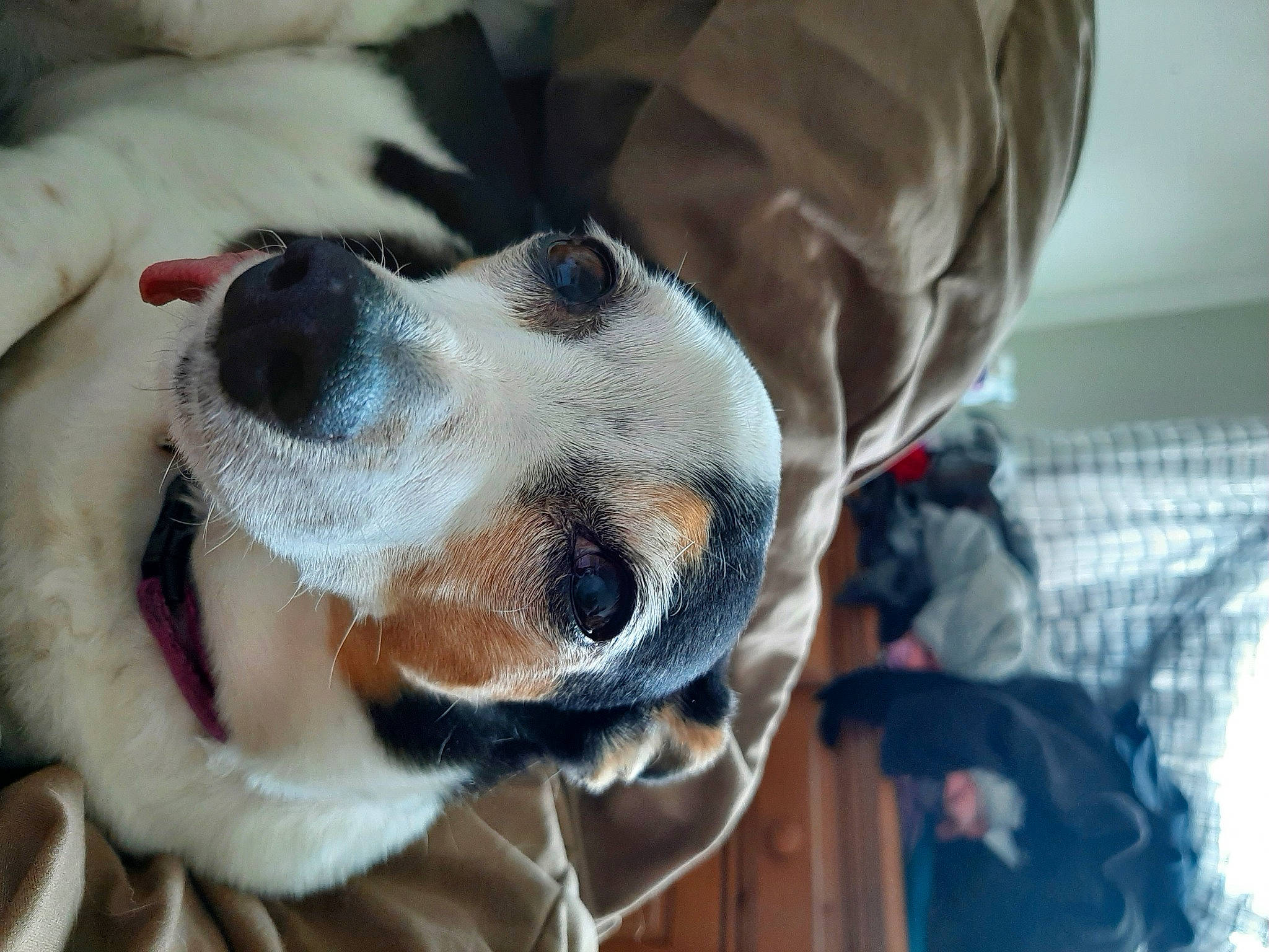 Pubby joined the competition — help win amazing prizes! basset_hound, beagle, canidae, carnivore, collar, comfort, companion_dog, dog, dog_breed, dog_collar, dog_supply, fawn, fur, goggles, leash, scent_hound, snout, sporting_group, whiskers, working_animal