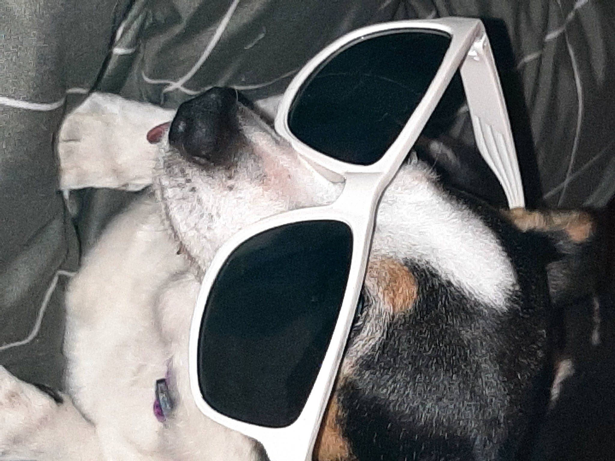 Pubby is registered to the contest to win money with this photo: automotive_design, bone, carnivore, close_up, companion_dog, eye_glass_accessory, eyewear, font, glasses, goggles, head, jaw, metal, personal_protective_equipment, skull, snout, sunglasses, vision_care, whiskers, working_animal