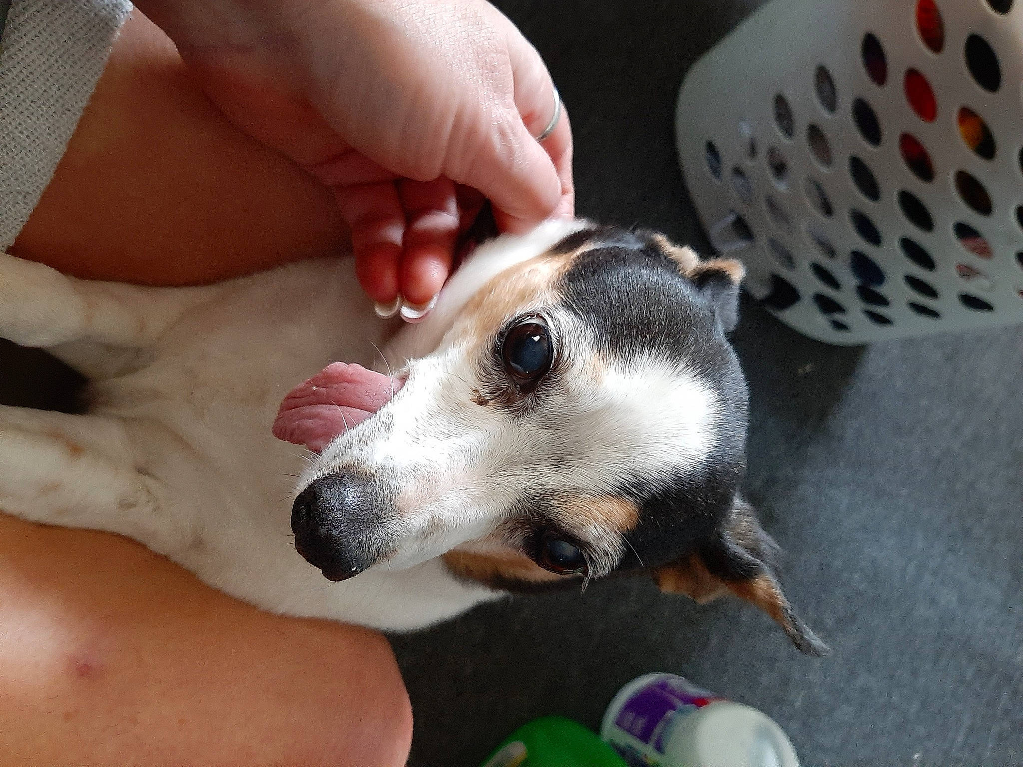 Pubby is registered to the contest to win money with this photo: carnivore, companion_dog, dog, dog_breed, finger, fur, nail, paw, puppy_love, sighthound, snout, terrestrial_animal, whiskers, working_animal