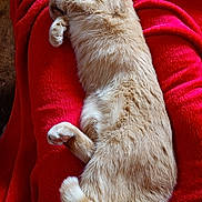 Smoothie participe au concours pour gagner de l'argent avec cette photo : animal, blanket, cat, comfort, cozy, curled_up, domestic_cat, feline, fur, ginger_cat, indoors, nap, paws, pet, red_blanket, relaxation, resting, sleeping, soft_texture, tail