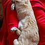 cat, ginger_cat, sleeping, curled_up, fur, pet, animal, cozy, blanket, red_blanket, relaxation, domestic_cat, feline, soft_texture, resting, paws, tail, indoors, comfort, nap