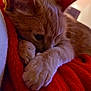 cat, ginger_cat, sleeping, cozy, closeup, paws, blanket, red_blanket, indoor, pet, feline, fur, cute, relaxed, resting, whiskers, ears, warm, comfort, animal