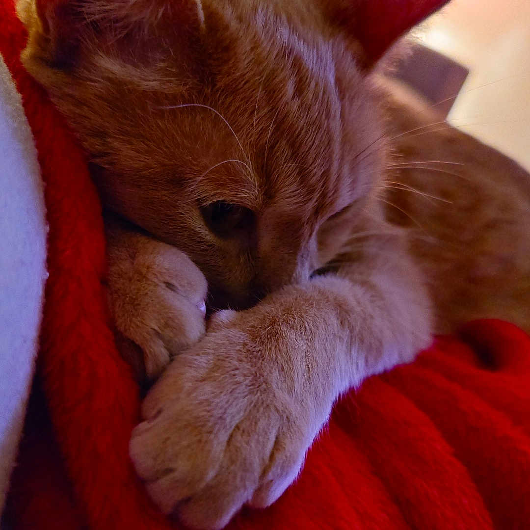 Smoothie a rejoint le concours — aidez-le/la à gagner de superbes lots ! animal, blanket, cat, closeup, comfort, cozy, cute, ears, feline, fur, ginger_cat, indoor, paws, pet, red_blanket, relaxed, resting, sleeping, warm, whiskers