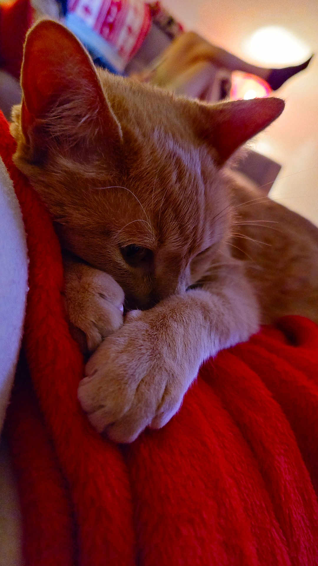 Smoothie a rejoint le concours — aidez-le/la à gagner de superbes lots ! cat, ginger_cat, sleeping, cozy, closeup, paws, blanket, red_blanket, indoor, pet, feline, fur, cute, relaxed, resting, whiskers, ears, warm, comfort, animal