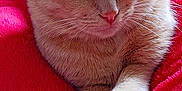 Smoothie a rejoint le concours — aidez-le/la à gagner de superbes lots ! animal, blanket, cat, closeup, comfort, cozy, cute, domestic, feline, fur, indoor, mammal, paw, pet, red, relaxed, resting, sleepy, soft, whiskers